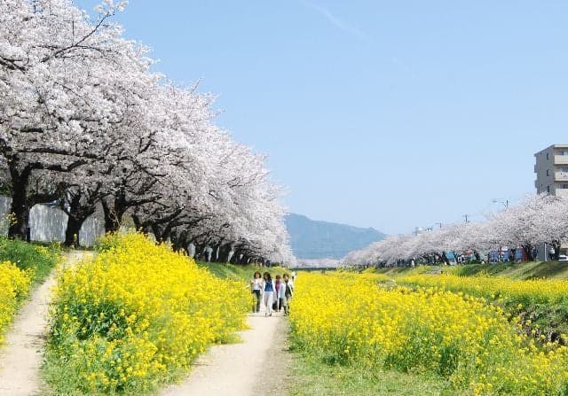 Cherry blossoms at the Sana River embankment