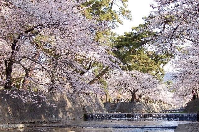 Cherry blossoms on the Shukugawa Riverbed Green Park (Shukugawa Park)