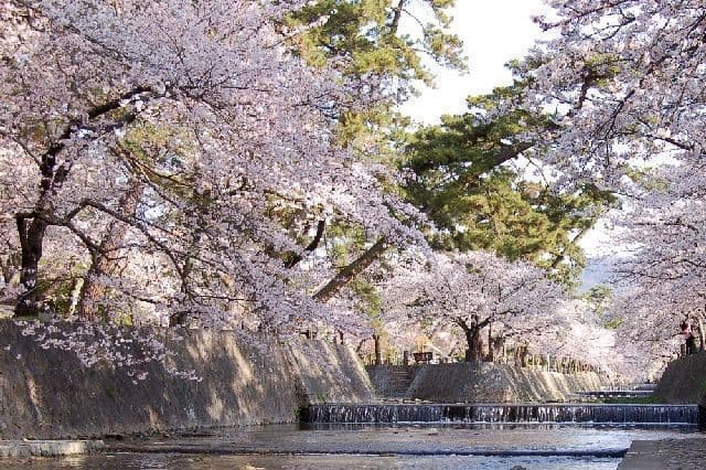 Cherry blossoms in the Shukugawa Riverbed Green Park (Shukugawa Park)