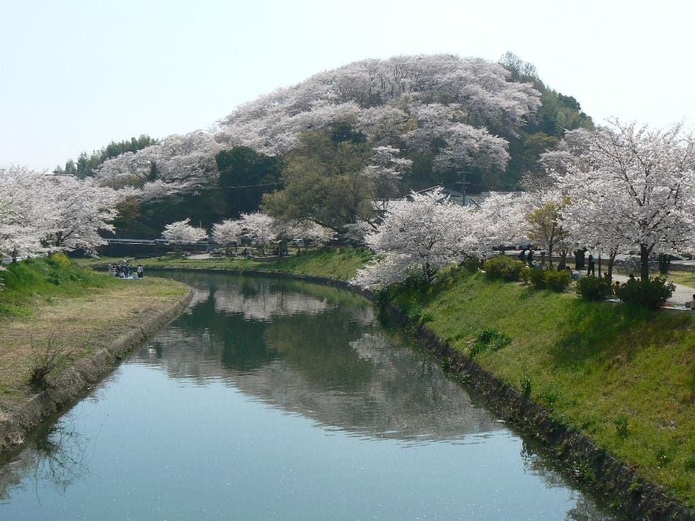 Cherry blossoms at Mimuroyama (Tatsuta Park, Prefectural)