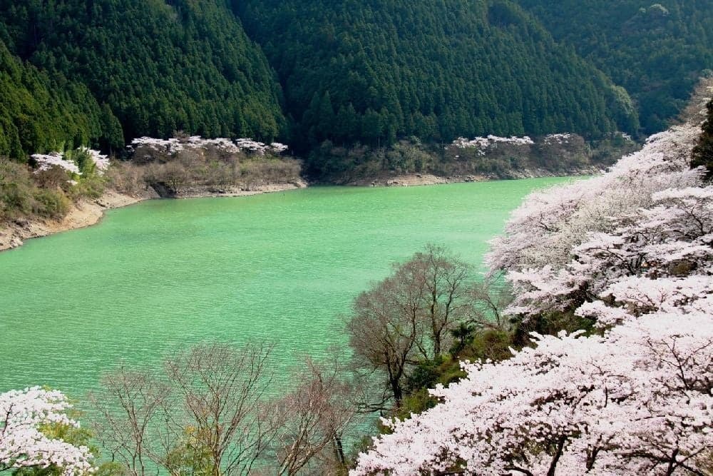 二川ダム湖畔の桜