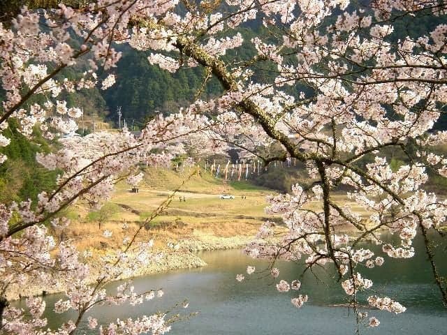 佐田地内(七川ダム)の桜