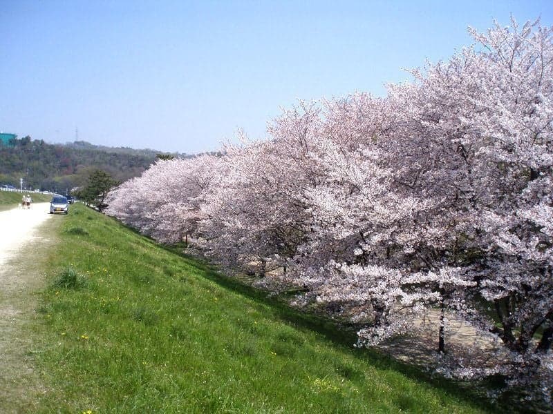 Cherry blossoms in Sakatsu Park