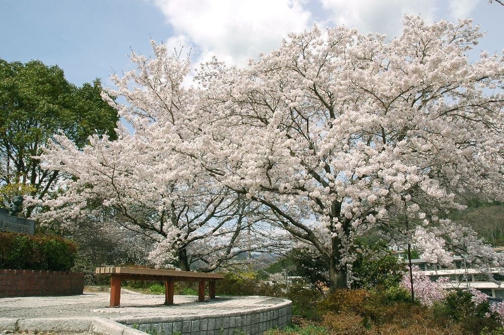 Cherry blossoms at Shiroyama Park