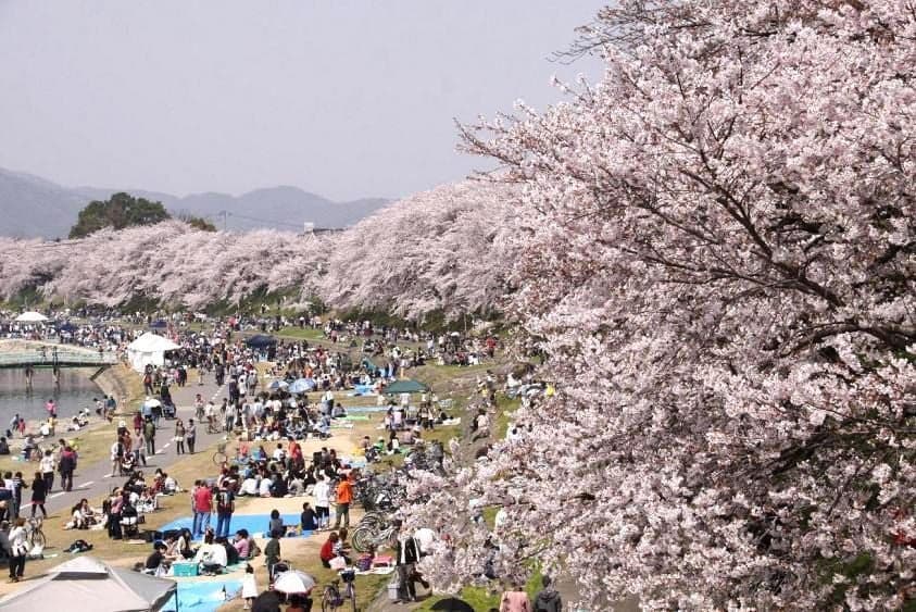 Cherry blossoms on the Asahikawa Sakura Road