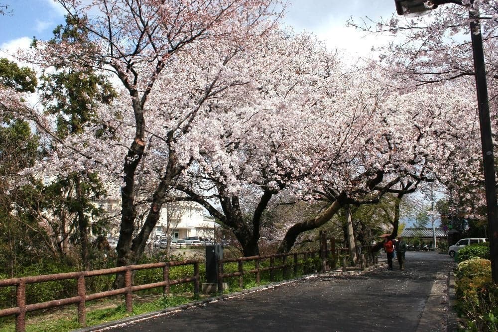 Cherry blossoms at Ebayama Park