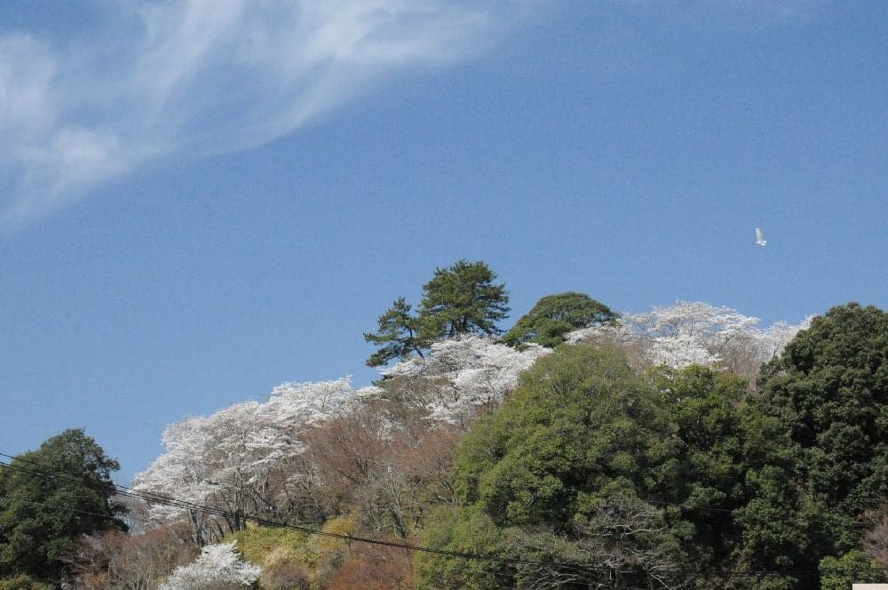 Cherry blossoms in Ozekiyama Park