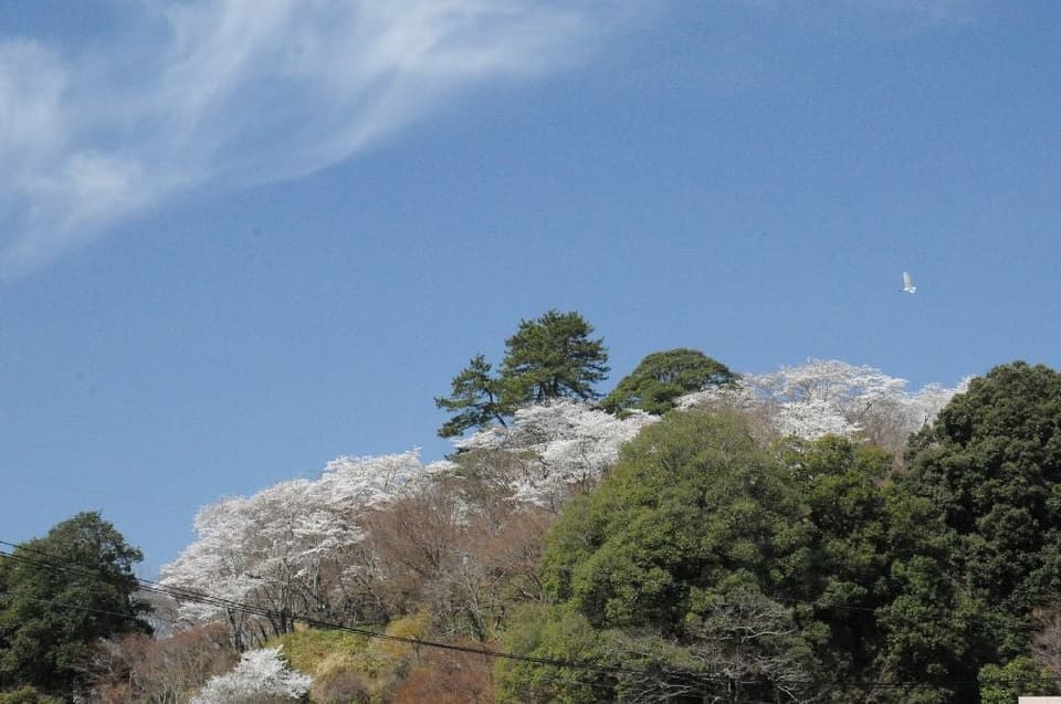 Cherry blossoms in Ozekiyama Park