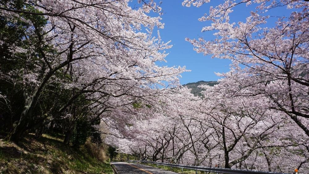 Cherry blossoms at Noroyama, Setonaikai National Park