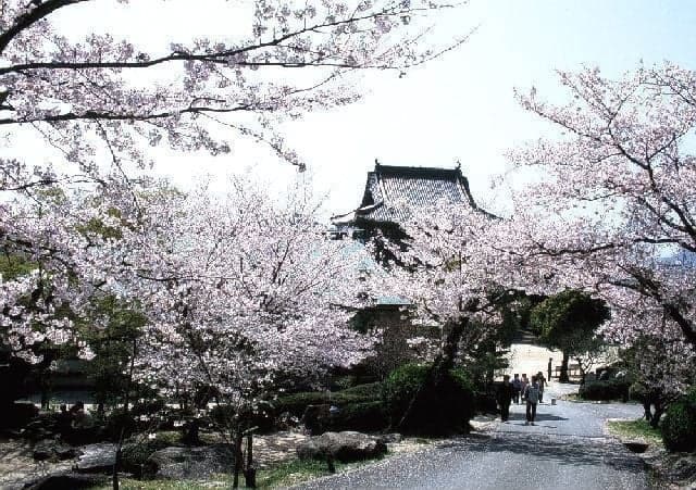Cherry blossoms at Hofu Tenman-gu Shrine (Tenjinyama Park)