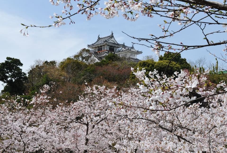 妙見山公園の桜