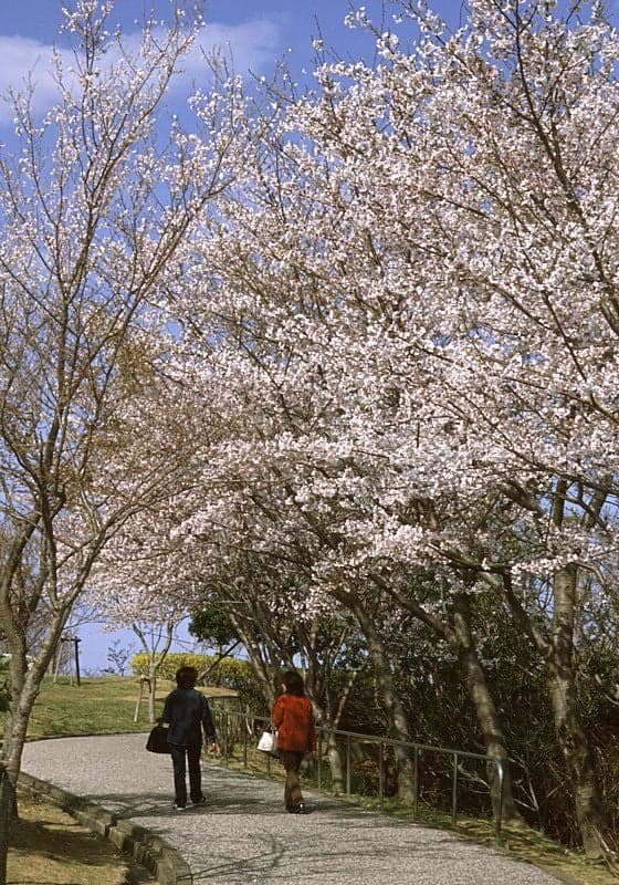 眉山公園の桜