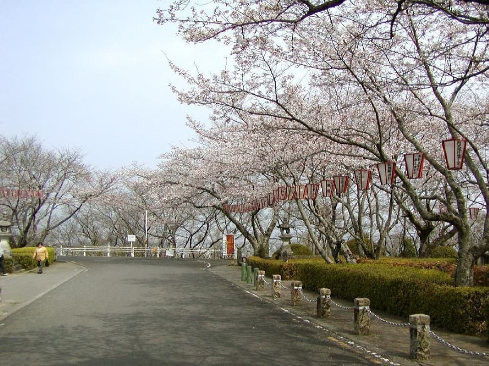 西部公園の桜