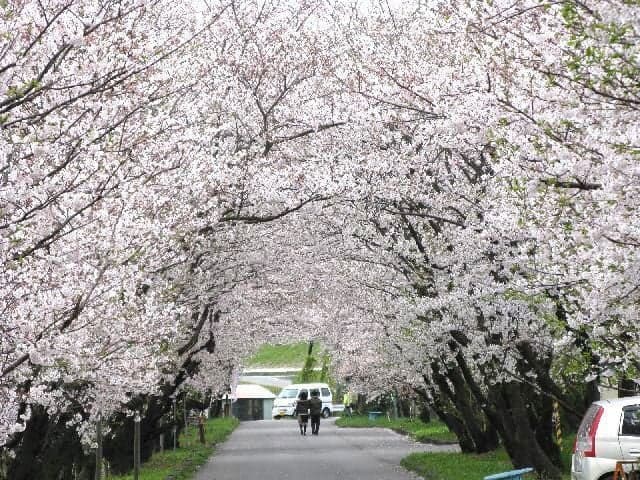 Cherry blossoms at Iwawaki Park