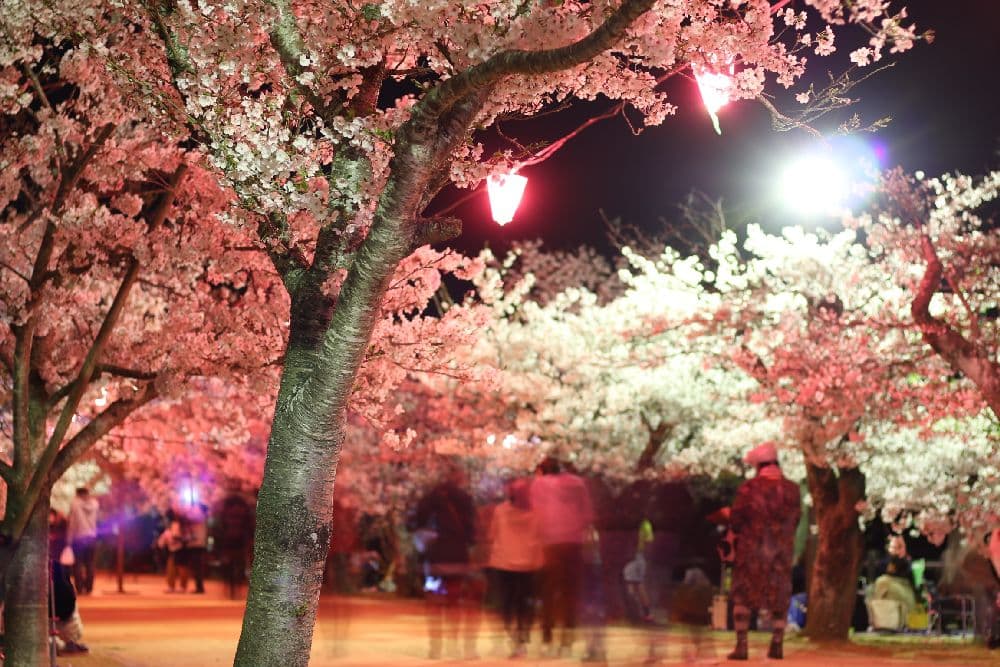 Cherry blossoms at Kagawa Prefectural Kikaku Park