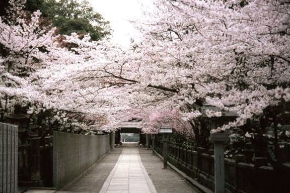 Cherry blossoms at Kotohira-gu Shrine