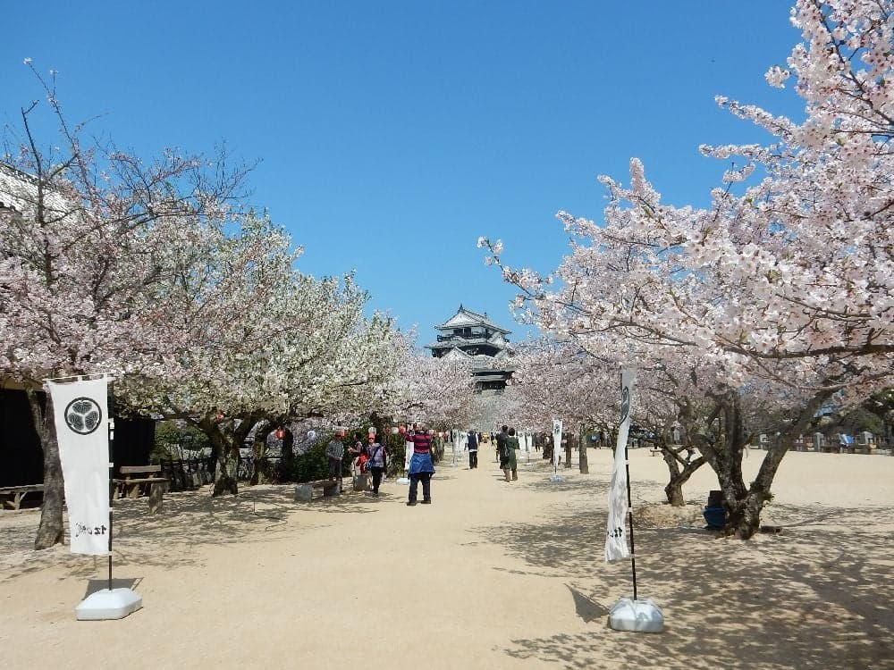 Cherry blossoms at Matsuyama Shiroyama Park