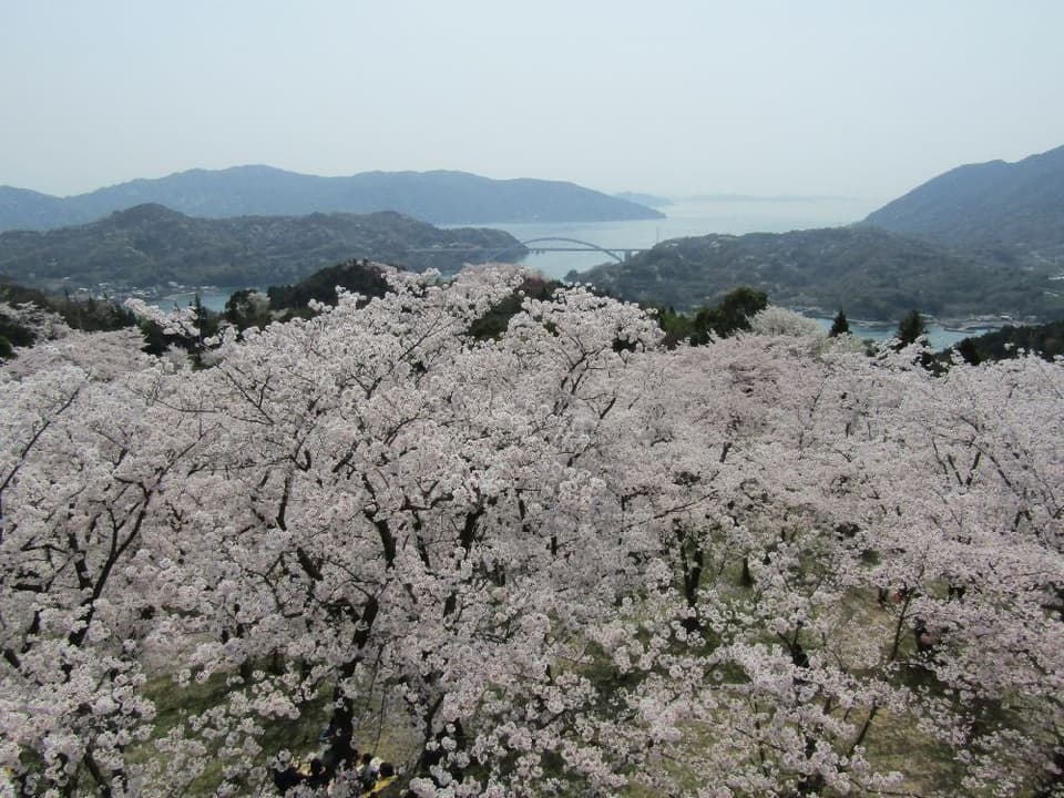 Cherry blossoms at Kaizan Park