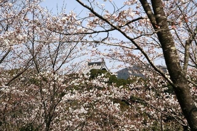 為松公園の桜