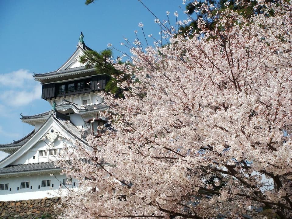 Cherry blossoms at Katsuyama Park (Ogura Castle)
