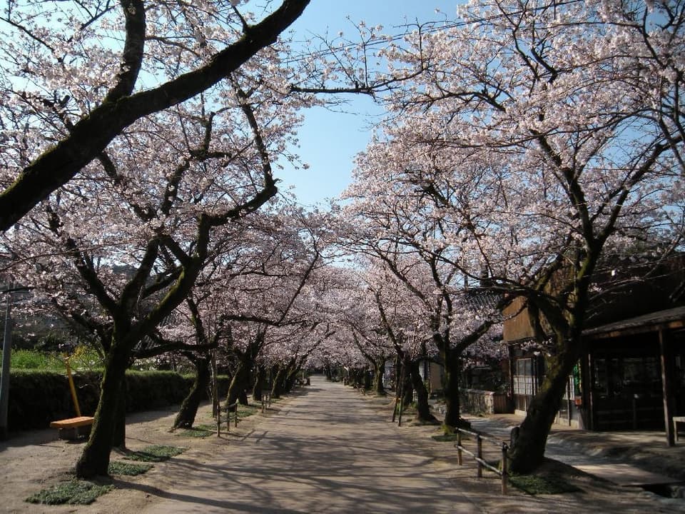 Cherry Blossoms on Baba Street in Akizuki and Sugi