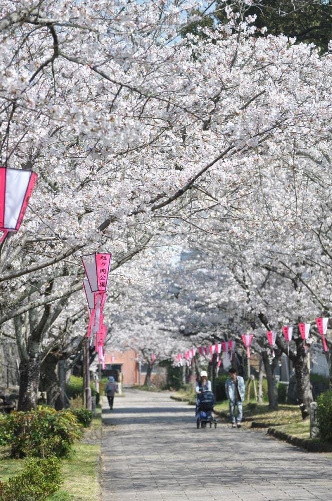 Cherry blossoms at Asahigaoka Park