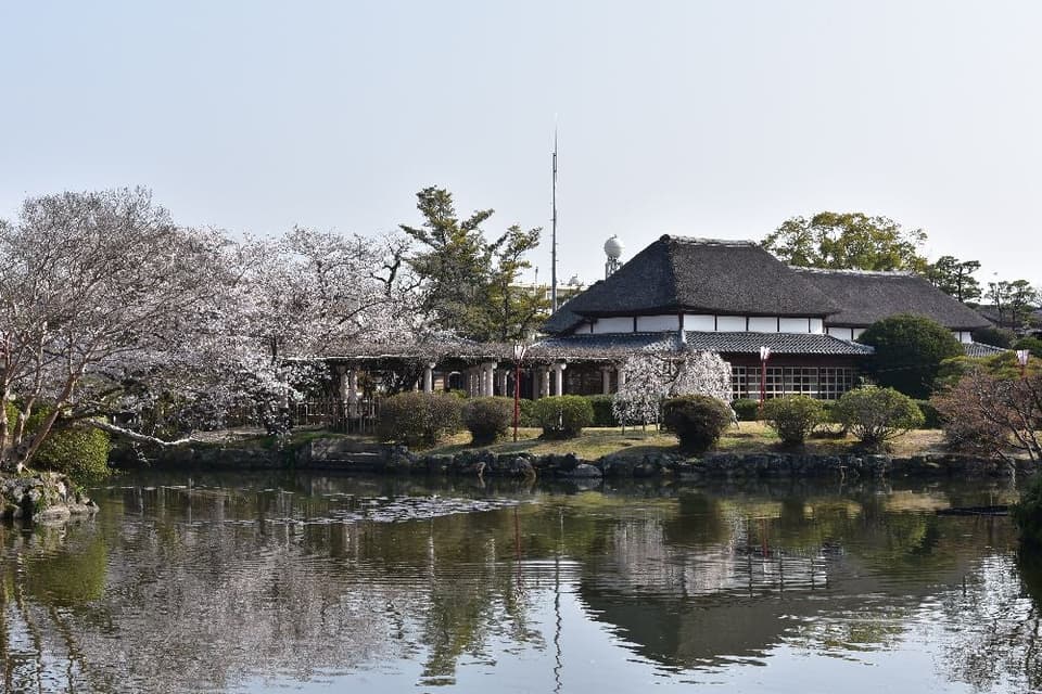 Cherry blossoms at Kono Park