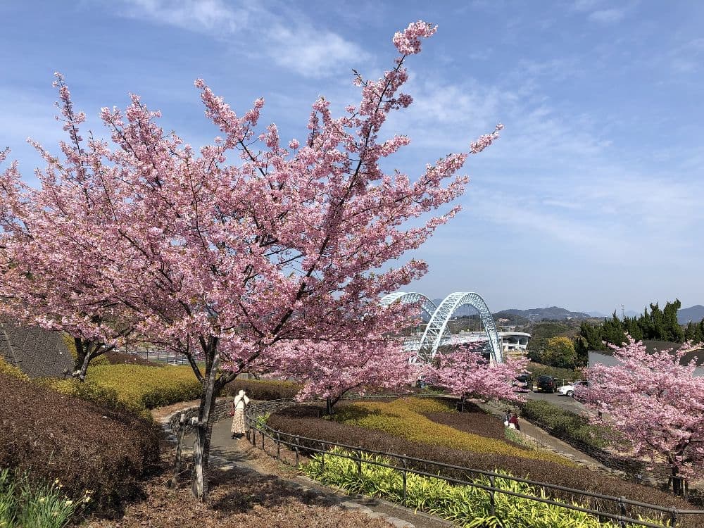 Cherry blossoms at Nagasaki Prefectural Saikai Bridge Park