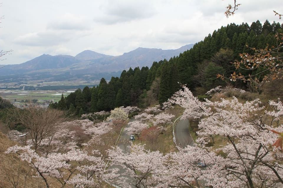 高森峠(高森自然公園)の桜