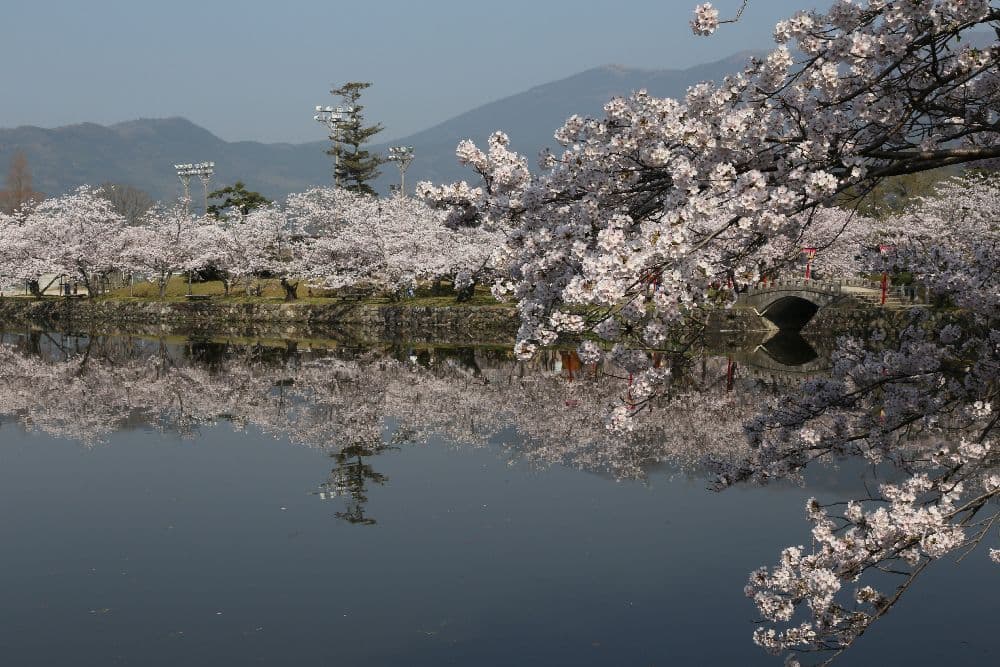 小城公園の桜
