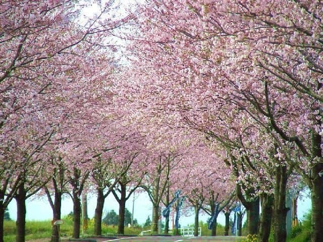 Cherry blossoms at Tarumizu Park