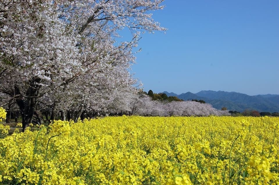 Cherry blossoms in the Saitobaru Burial Mounds