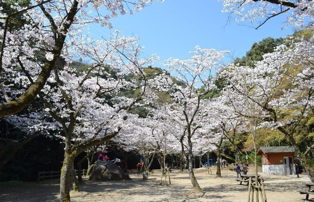 慈眼寺公園の桜