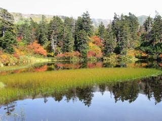 大雪山(高原温泉)の紅葉