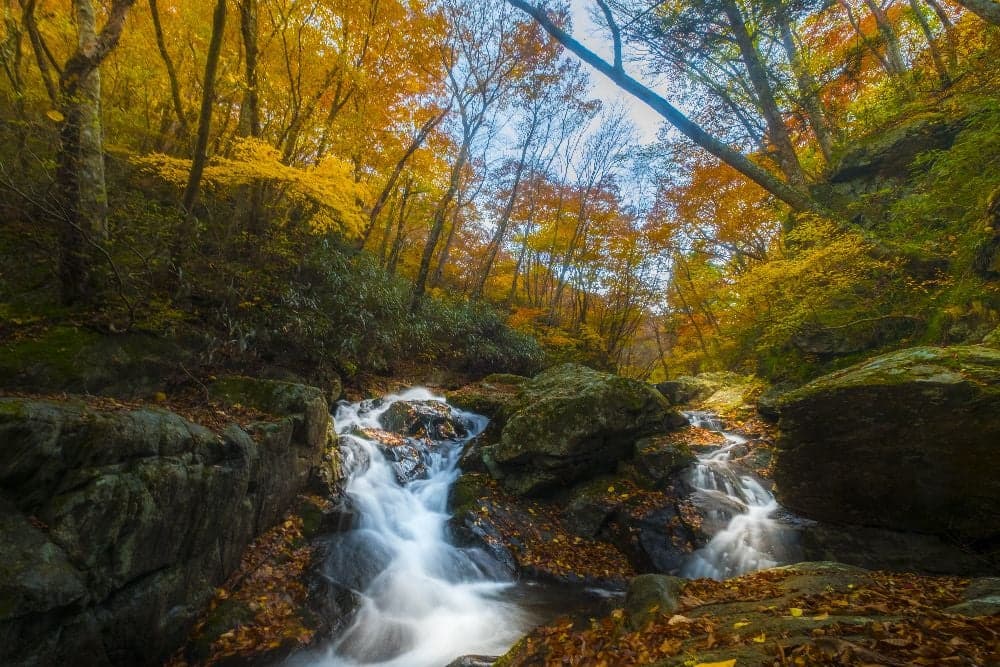 Autumn leaves in Sarugajo Valley