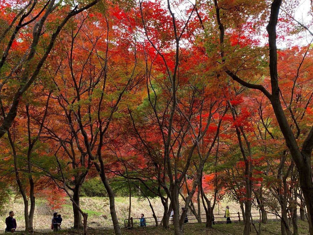 Orihime Park Momijidani Autumn Leaves
