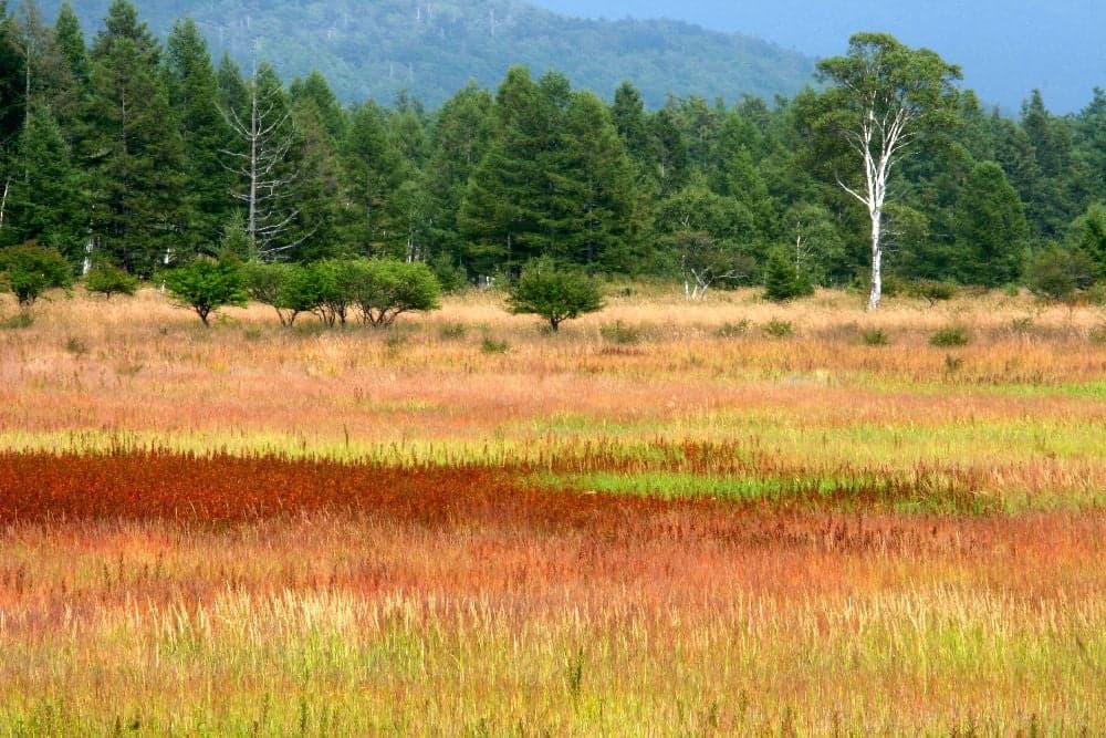 Autumn leaves in Nikko (Senjogahara)