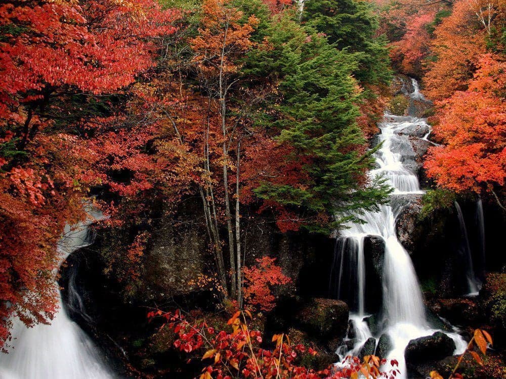Autumn leaves in Nikko (Ryuto Falls)