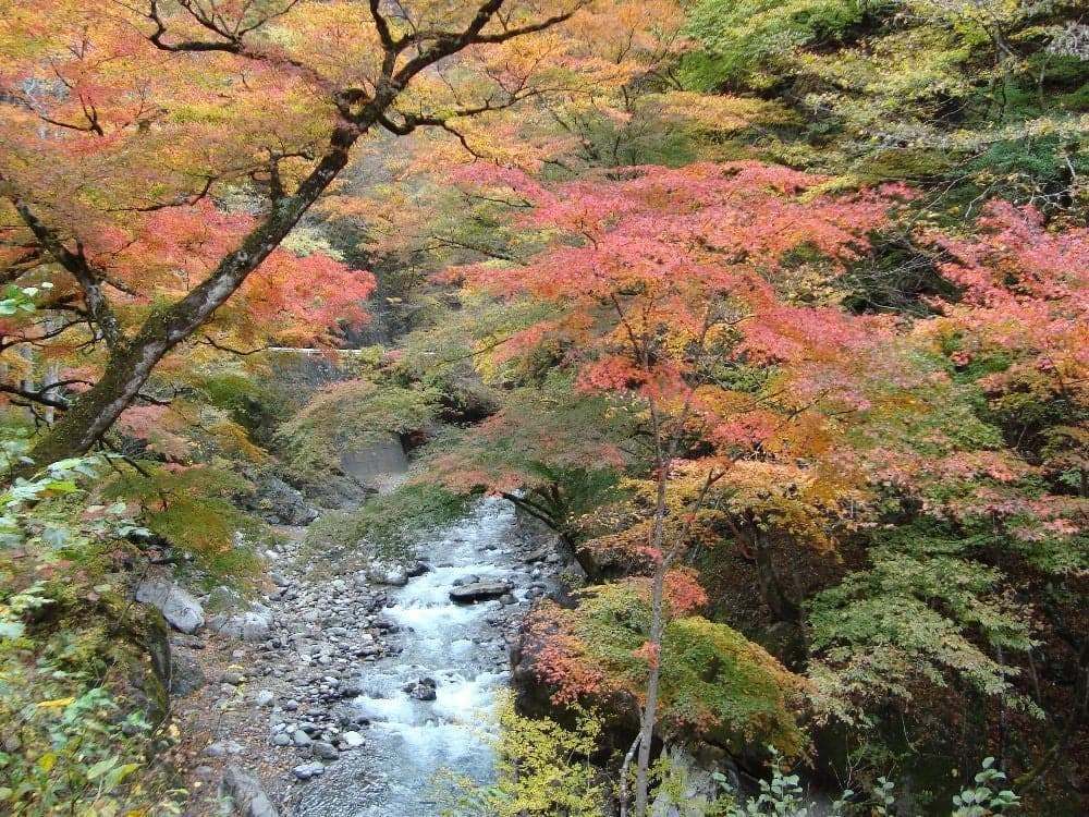 Autumn leaves in Nakatsukyo