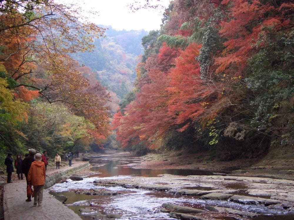 Autumn leaves of Yorokeikoku