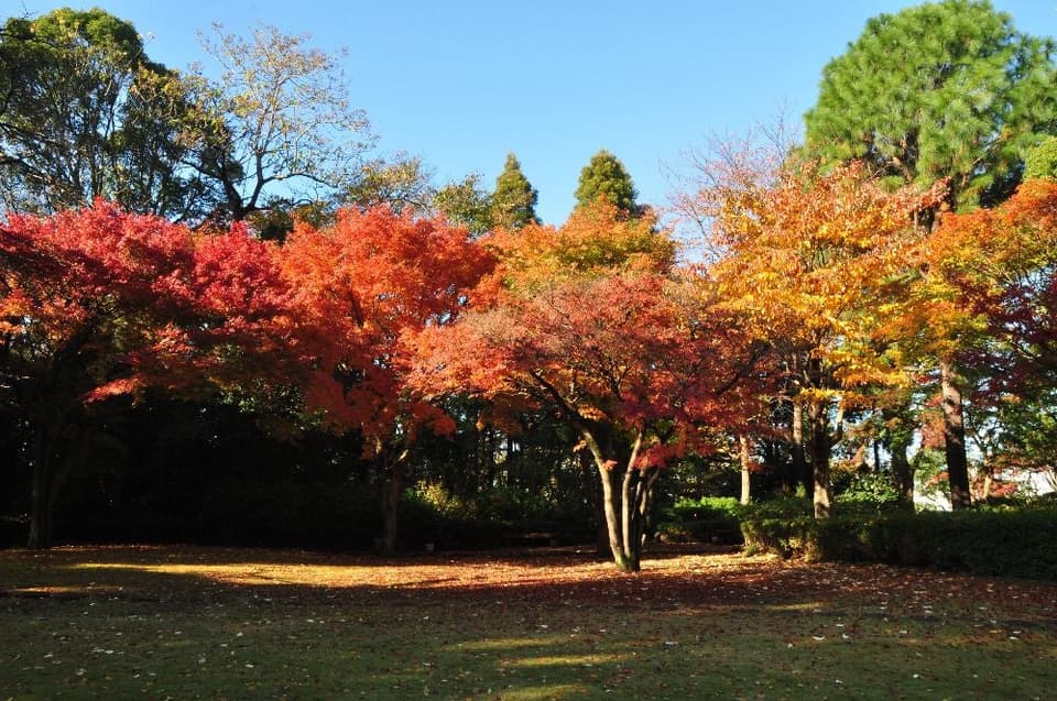 Autumn leaves at Todategaoka Historical Park