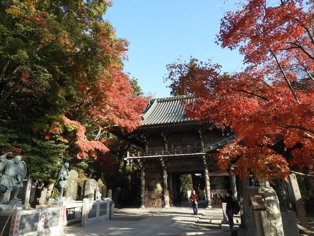 Autumn leaves of Mount Takao