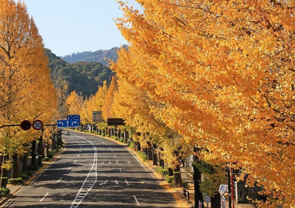 甲州街道いちょう並木の紅葉