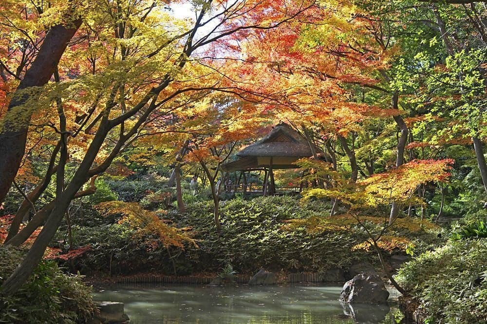 Autumn leaves in Rikugi-en Garden