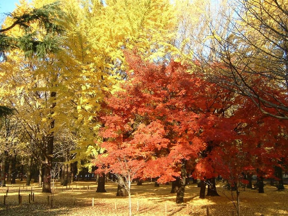 代々木公園の紅葉