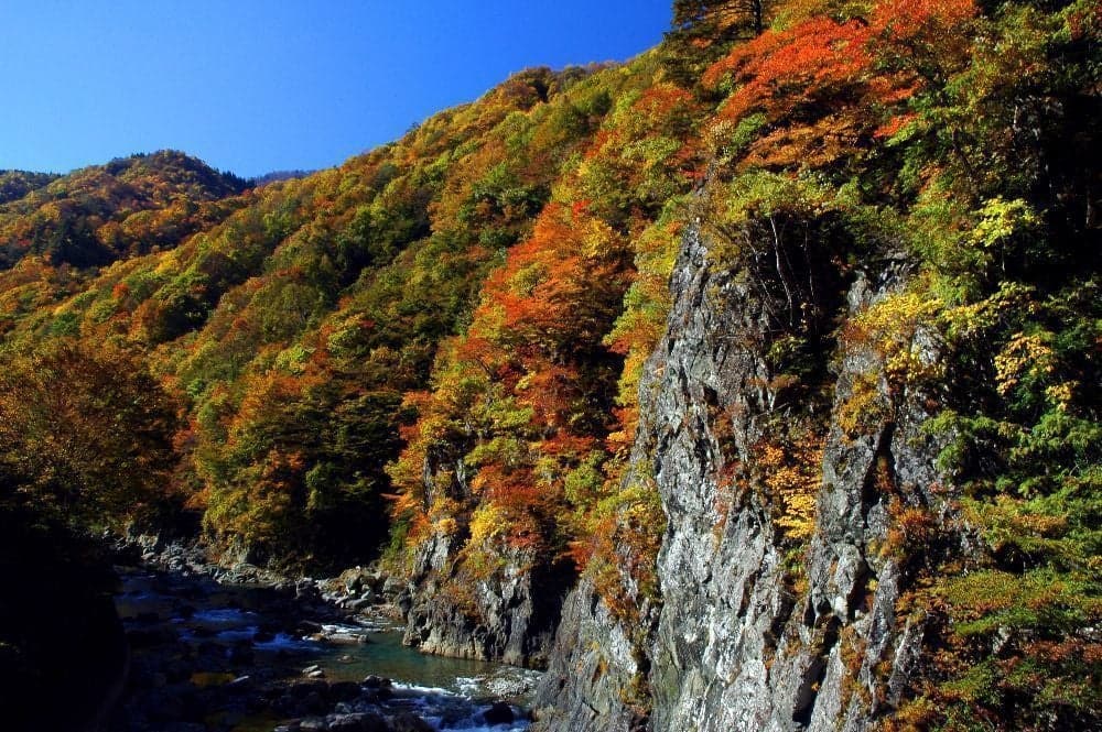 Autumn leaves in the Nakatsugawa Valley (Akiyamago)