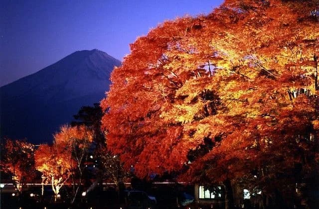 Autumn leaves in Lake Kawaguchi