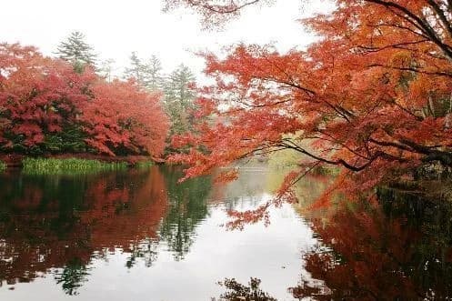 Autumn leaves in Karuizawa (Kunba Pond)