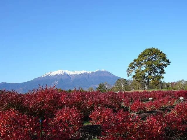Autumn leaves in Hirakida Kogen