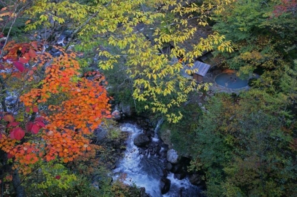 Autumn leaves of Shirahone Onsen